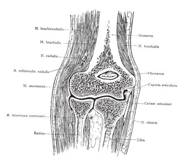 Ön bölümü önünde her bakıldığında dirsek, vintage çizgi çizme veya oyma illüstrasyon.