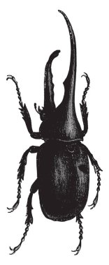 Dynastes Herkül olan kutsal Scarabaeus Mısırlılar, vintage çizgi çizme veya oyma illüstrasyon ait.