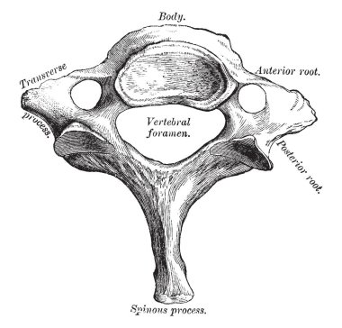 Bu resimde yedinci servikal Vertebra, vintage çizgi çizme veya oyma illüstrasyon temsil eder..