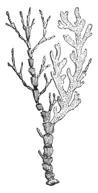 Aralıkları, vintage çizgi çizme veya oyma illüstrasyon Isis Hippuris ile silindirik bilir.