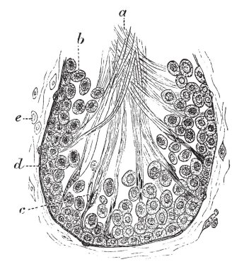 Sperm hücreleri, vintage çizgi çizme veya oyma illüstrasyon oluşumu göstermek için bir fare testis tübül bölümünü.