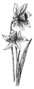 Kağıt mendil nergis geri dönüştürülmüş kağıt hamurundan yapılmış, onlar bir sıcak hava hood, vintage çizgi çizme veya oyma illüstrasyon ile donatılmış bir tek büyük buhar ısıtmalı kurutma silindir bir kağıt makinesinde üretilen.