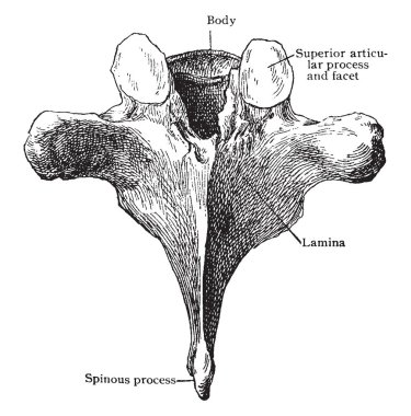 Bu resimde altıncı torasik Vertebra vintage çizgi çizme veya oyma illüstrasyon arkasından, temsil eder.