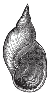 Limnaea Limnaea hangi türü yaşamak, Stagnalis vintage çizgi çizme veya oyma illüstrasyon.