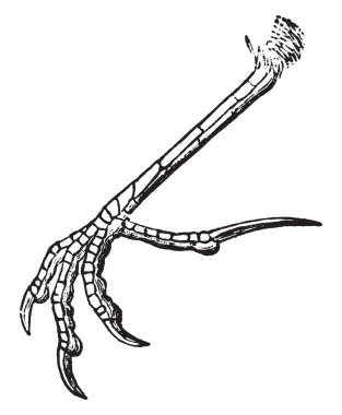 Toygar ayak hangi tarsus scutellate önce ve arkasında, vintage çizgi çizme veya oyma illüstrasyon.