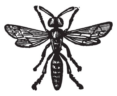 Philanthus üçgen Fossorial Hymenoptera, vintage çizgi çizme veya oyma illüstrasyon ait.