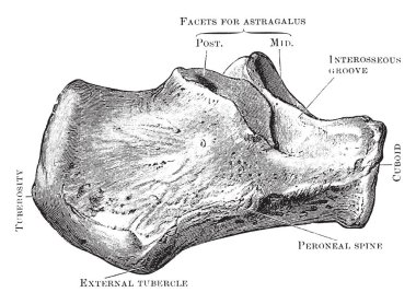 Bu şekilde dış yan, Os Calcis, vintage çizgi çizme veya oyma illüstrasyon temsil eder..