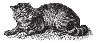 Yaban kedisi Afrika, vintage çizgi çizme veya oyma illüstrasyon çoğu için yerel bir küçük kedi mi.