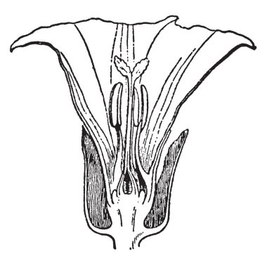 Calystegia Sepium görüntüdür. Orada bu görüntüde anter, stigma, ovule ve Calystegia Sepium çiçek, vintage çizgi çizme veya oyma illüstrasyon petal göster:.