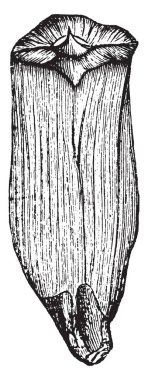 Bir resmini çam koni ölçek, vintage çizgi çizme veya oyma illüstrasyon önden görünümü.