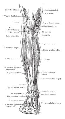 Bu resimde bacak, vintage çizgi çizme veya oyma illüstrasyon yüzeysel kaslarının ön görünümü temsil eder..