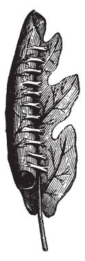 Meşe yaprağı haddelenmiş bazı tırtıllar bir meşe yaprağı, vintage çizgi çizme veya oyma illüstrasyon atılır yana.