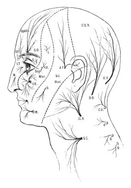 Bu resimde duyusal sinirler baş ve boyun, vintage çizgi çizme veya oyma illüstrasyon için temsil eder..