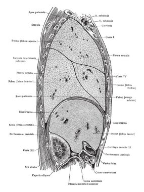 Sagittal bölümü sağdaki ortanca değil, vintage çizgi çizme--dan görüntülenemez veya illüstrasyon oyma uçağın 6 cm gövde üzerinden.