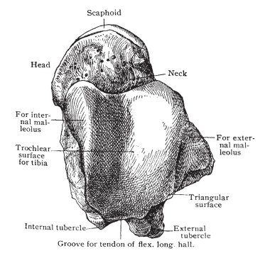 Bu resimde vintage çizgi çizme veya oyma illüstrasyon yukarıdan, Astragalus temsil eder.