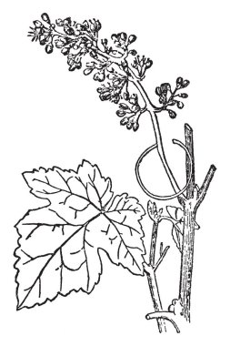 Bu bitki ana dalı ile büyür yaprakları ve çiçekleri grup bir asma uzun kaynaklanıyor, vintage çizgi çizme veya illüstrasyon oyma temelinde bir geliştirme formu görüntüler.