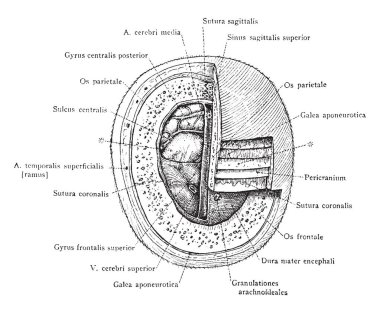 İki santim üzerinden Ayrıca kenarlık, vintage çizgi çizme veya oyma illüstrasyon bölüm.