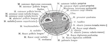 Bölüm iki santim styloid işlemi üzerinden doğru RADIUS, vintage çizgi çizme veya oyma illüstrasyon.