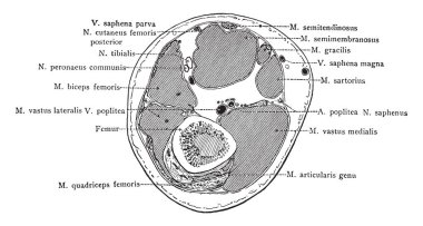 Bölümü üzerinden sağ uyluk dört santim üzerinden diz eklemi, vintage çizgi çizme veya oyma illüstrasyon.