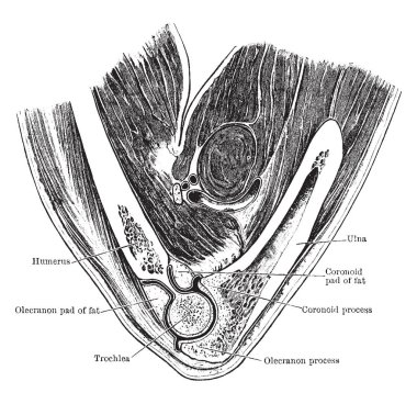 Bu resimde dikey bölüm ile dirsek eklem, vintage çizgi çizme veya oyma illüstrasyon temsil eder.