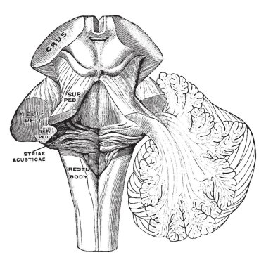 Beyincik, vintage çizgi çizme veya oyma illüstrasyon peduncles.