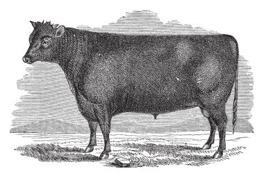Devon boğa bir antik Güney Batı İngilizce ilçe Devon, vintage çizgi çizme veya oyma illüstrasyon sığır çeşidi.