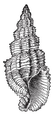 Buccinum Senticosum var Yunanlılar ve Romalılar bir şekilde döşenmiş tarihi ve klasik adı, vintage çizgi çizim veya illüstrasyon oyma ile.