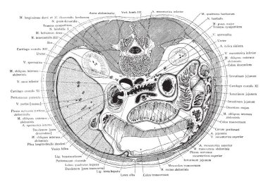 Bu resimde kesit gövde üçüncü lomber Vertebra, vintage çizgi çizme veya oyma illüstrasyon aracılığıyla temsil eder..