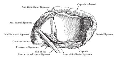 Bu resimde soket, ayak bileği eklem, vintage çizgi çizme veya oyma illüstrasyon temsil eder.
