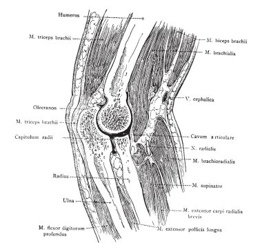 Sağ dirsek kolu pronasyon, vintage çizgi çizme veya oyma illüstrasyon sagittal bölümü.