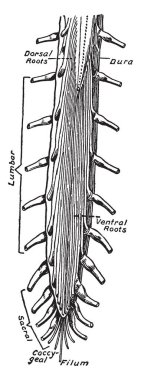 Spinal kord ve kauda equina dorsal boy, vintage çizgi çizme veya oyma illüstrasyon indirdi sonu.