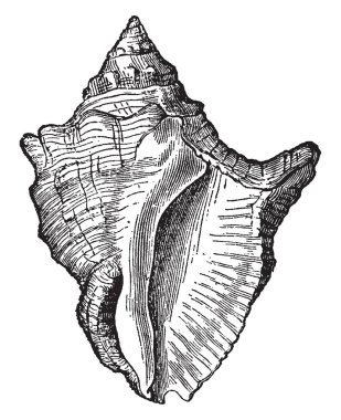 Purpura Yunanlılar ve Romalılar parlak mor oldu, vintage çizim boyama veya illüstrasyon oyma ile döşenmiş Konsül.