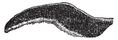 Kanat yürüme, vintage çizgi çizme veya illüstrasyon oyma için oluşturulmaktadır bir penguen.