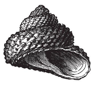 Trochus Cookii Trochus tüm denizler, vintage çizgi çizme veya oyma illüstrasyon bulunur cins familyasından.