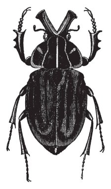 Inca Clathrata gündüz üzerinde yaşadıkları, vintage çizgi çizme veya oyma illüstrasyon büyük ağaçlar etrafında sinek.