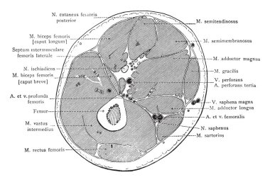 Bölümü üzerinden orta sağ uyluk, vintage çizgi çizme veya oyma illüstrasyon.