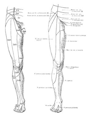 Bu resimde açık bacaklar, vintage çizgi çizme veya oyma illüstrasyon kutanöz sinir temsil eder..