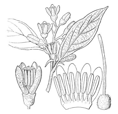 Styrax suberifolium ağaç farklı bölümlerini gösteren bir resim. Parçaları içerir bir çiçek, corolla, stamens ve pistil, vintage çizgi çizme veya oyma illüstrasyon.