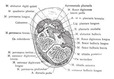 Sağ ayak, vintage çizgi çizme veya oyma illüstrasyon yoluyla orta bölüm.