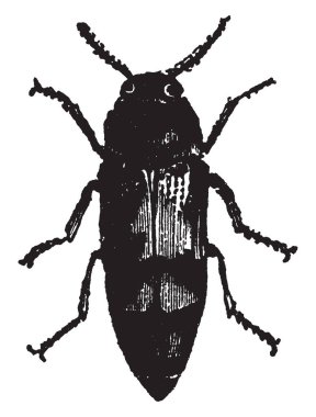 Kuzey iklimlerde, vintage çizgi çizme veya oyma resimde çok nadir olan Buprestis Imperialis.