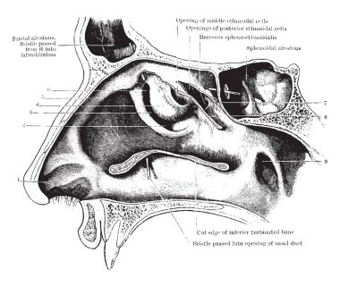 Bu şekilde dış duvar, burun, vintage çizgi çizme veya oyma illüstrasyon temsil eder..