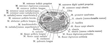 Doğru RADIUS, vintage çizgi çizme veya oyma illüstrasyon styloid işlemi yukarıda bir inç bölüm.