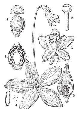 A picture is showing Common Butterwort, also known as Pinguicula vulgaris. These illustrations are: 1. calyx, 2. stamen, 3. pistil, 4. longitudinal section of it; 5. half a fruit; 6. seeds, 7. embryo, vintage line drawing or engraving illustration. clipart