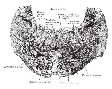 Pons esas enine liflerinin kaba demetleri, vintage çizgi çizme veya oyma illüstrasyon düzenlenmiş oluşmaktadır.
