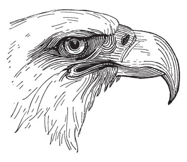 Bu diyagram Bald Eagle kafa, vintage çizgi çizme veya oyma illüstrasyon temsil eder..