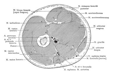 Sağ uyluk, vintage çizgi çizme veya oyma illüstrasyon yoluyla orta üçüncü bölüm.