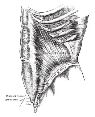 Bu örnekte iç oblik kaslar, vintage çizgi çizme veya oyma illüstrasyon temsil eder..