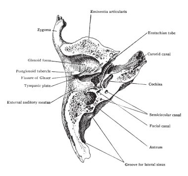 Bu resimde yatay bölüm aracılığıyla Temporal kemik, vintage çizgi çizme veya oyma illüstrasyon temsil eder..