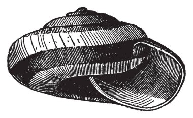 Helix Citrina zarif birçok formları shell Helix cinsine varsayan, vintage çizgi çizme veya oyma illüstrasyon.