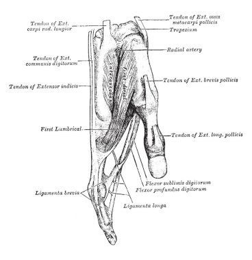 Sağ işaret parmağı, vintage çizgi çizme veya oyma illüstrasyon bağlı tendon.